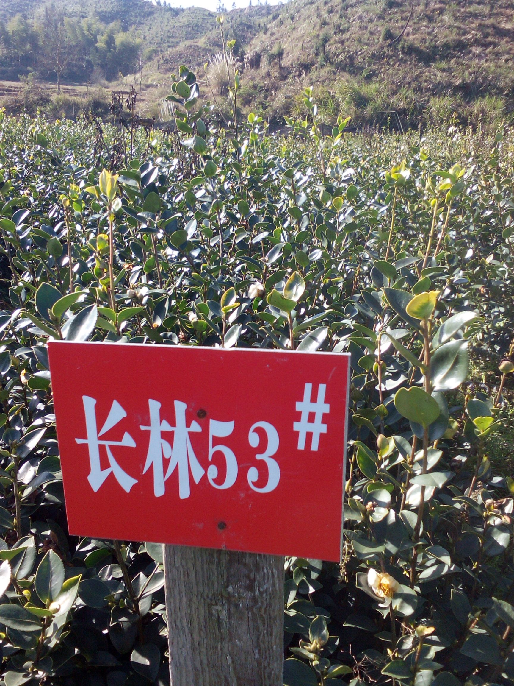 油茶树苗  油茶嫁接油茶苗大量出