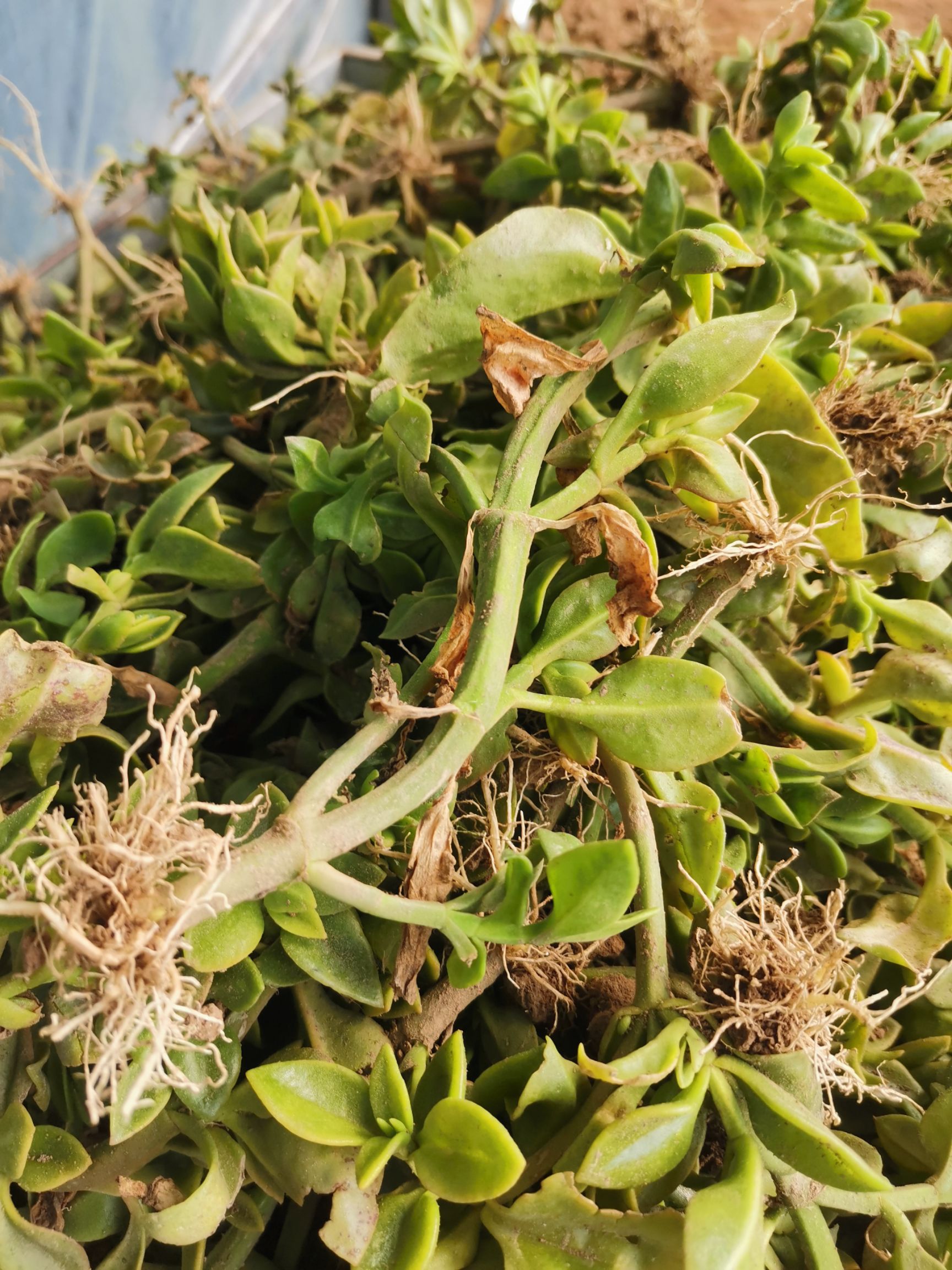 穿心莲种子  特菜、野菜、穿心莲苗子、田七苗子、