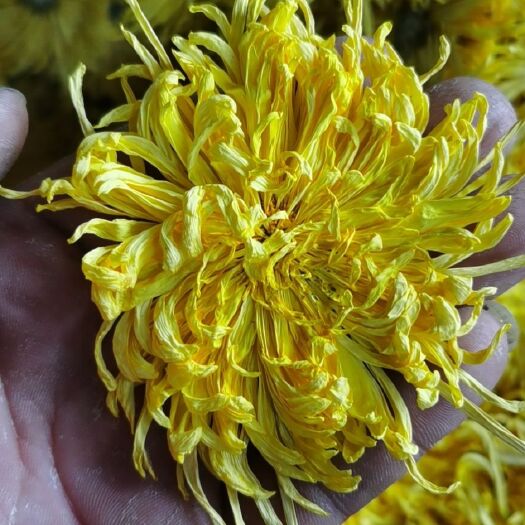 鹿邑县黄山贡菊花苗金丝皇菊花苗七月菊花苗