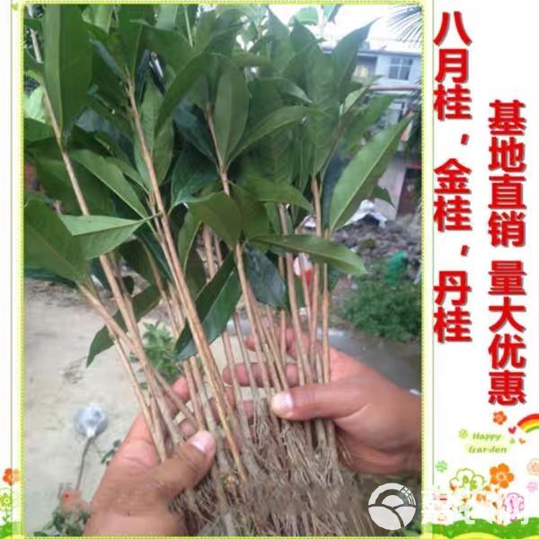 桂花树  桂花苗 【速生生长速度开花快】适合南北方种植成活率