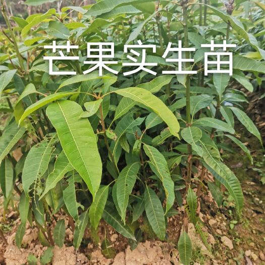 灵山县芒果苗芒果实生苗