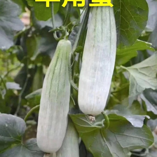 潍坊山东潍坊羊角蜜甜瓜，博洋系列甜瓜产地批发
