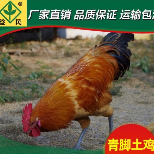 衡阳土鸡苗  青脚红羽公苗