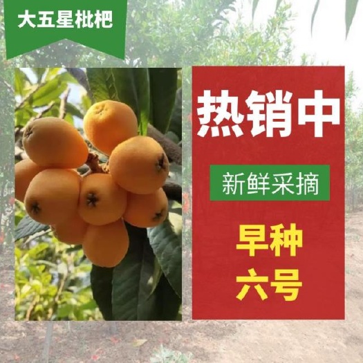 德昌县时令应季新鲜枇杷基地直供产地代办全国供货支持空运