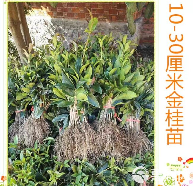 桂花树  桂花苗 【速生生长速度开花快】适合南北方种植成活率