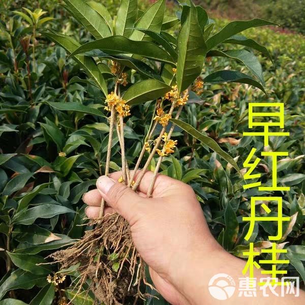 桂花树  桂花苗 【速生生长速度开花快】适合南北方种植成活率