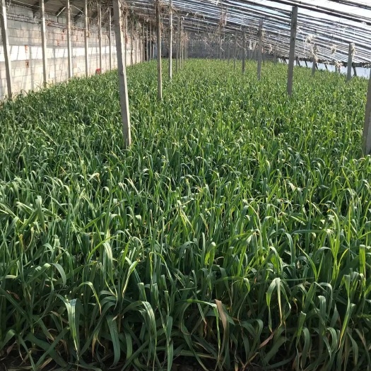 平度市 白根蒜苗，质量好