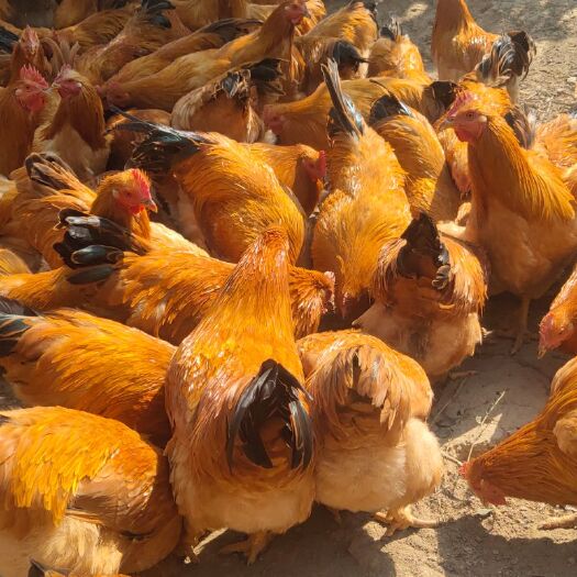 兴业县阉鸡  三黄阉