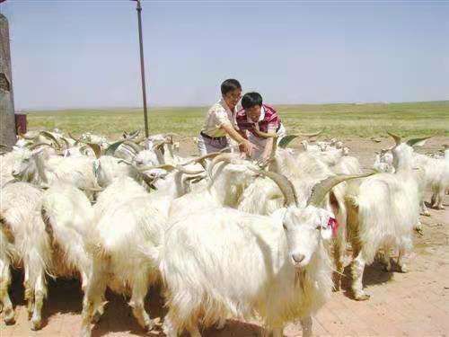 海原县大尾羊  绵羊养殖基地现售大小羊好品种