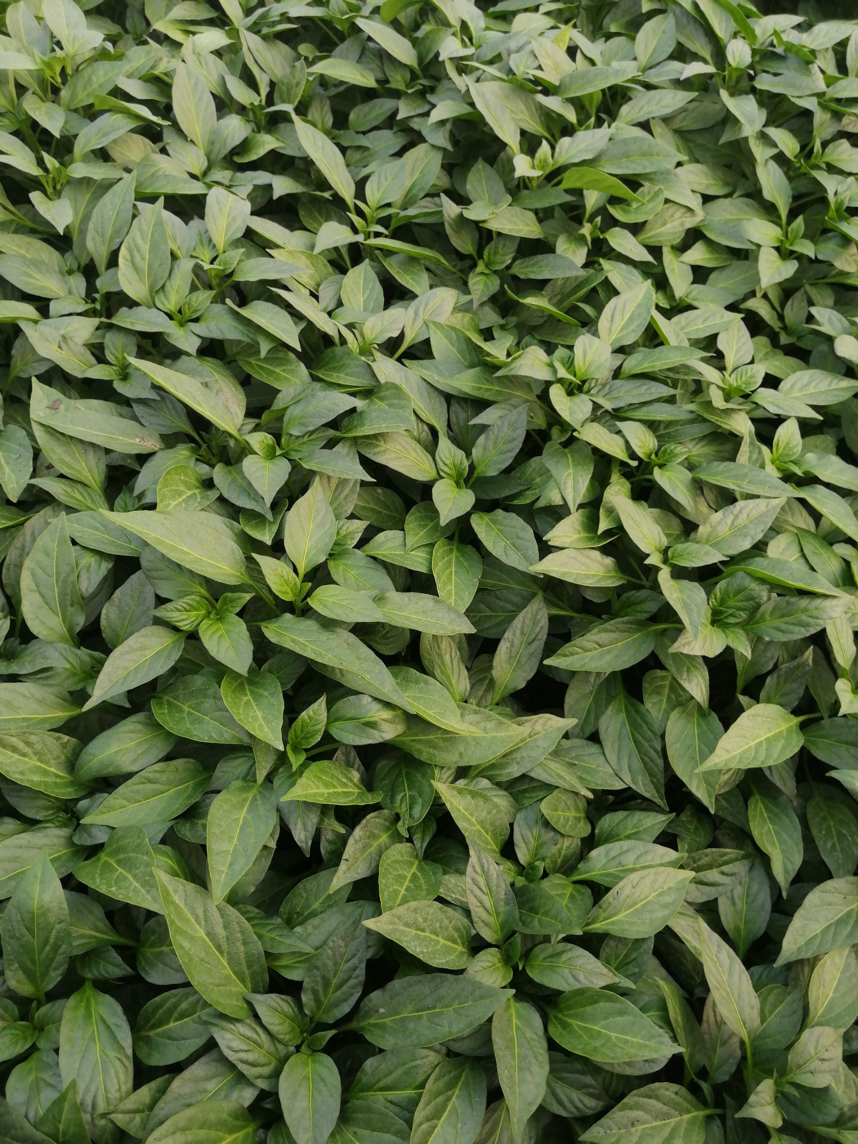 线椒苗 辣椒苗，茄子苗批发，粗长羊角椒，株高58cm，开展度62cm