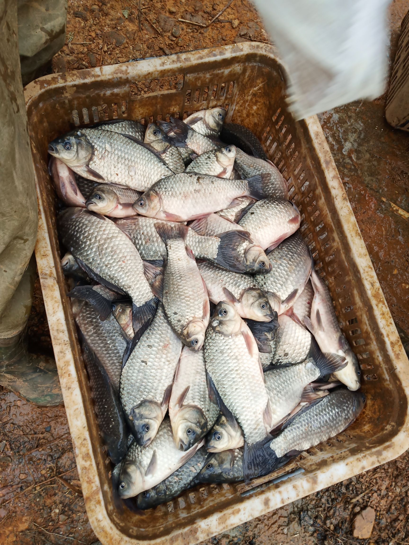 白鲫  本地大小水库大小土鲫鱼，质量皮毛好
