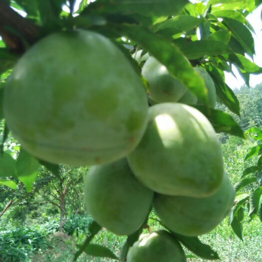 椎李苗  ，果形大糖度高，含糖量在18-25度左右，晚熟品种