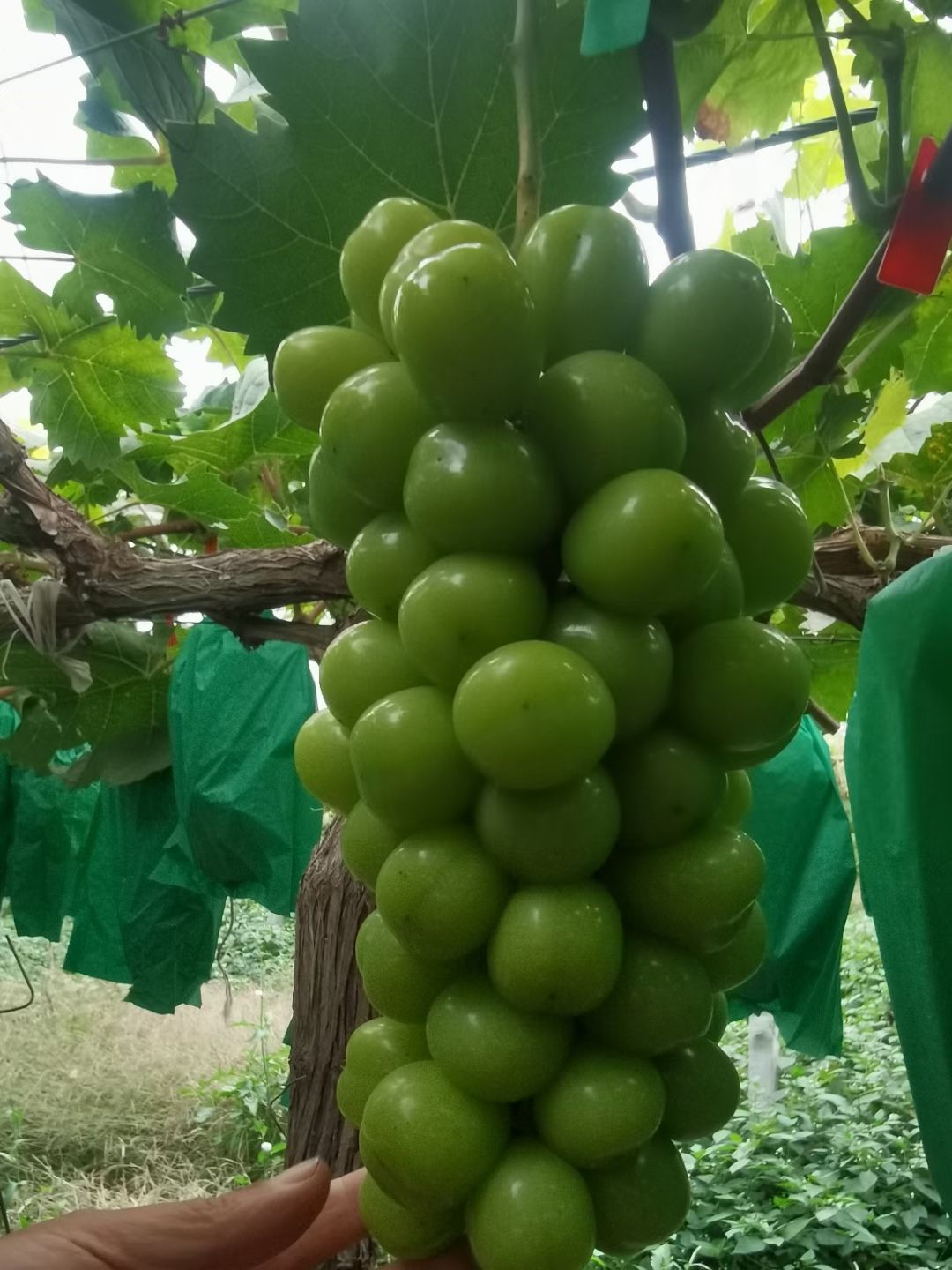 2--4公分阳光玫瑰葡萄苗哪里有