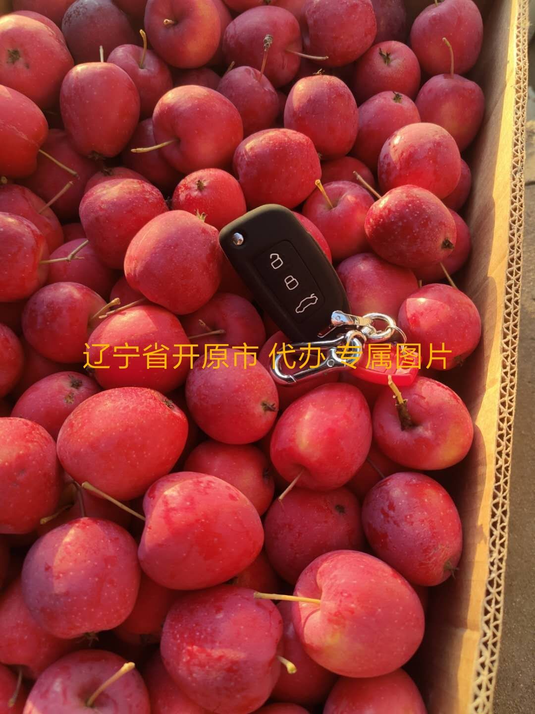  东北锦绣海棠果 鸡心果 质量好 嘎嘎脆