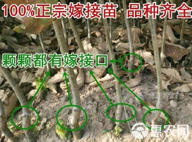 大红袍板栗苗 一粒装3个结果多 适合南北方种植