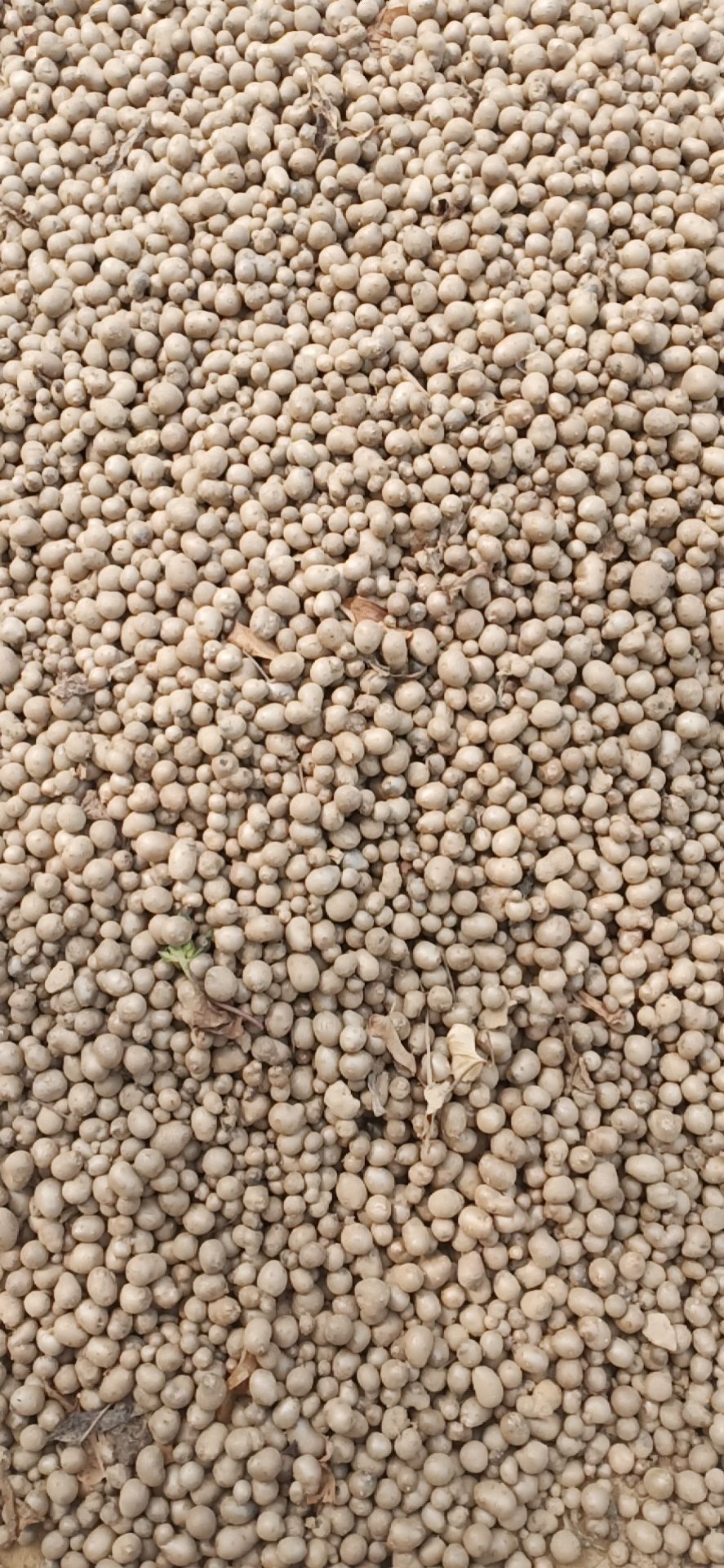 山药豆  0.6到1个的大量出售