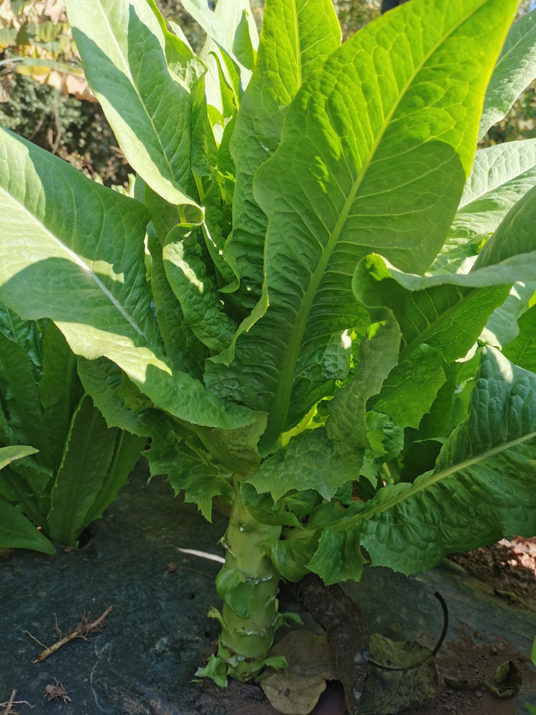 莴笋 云南优质青笋，露天种植，天然无公害，香脆爽口。