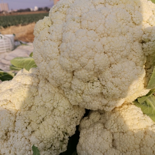 福清市白花菜花 紧密 2~3斤 