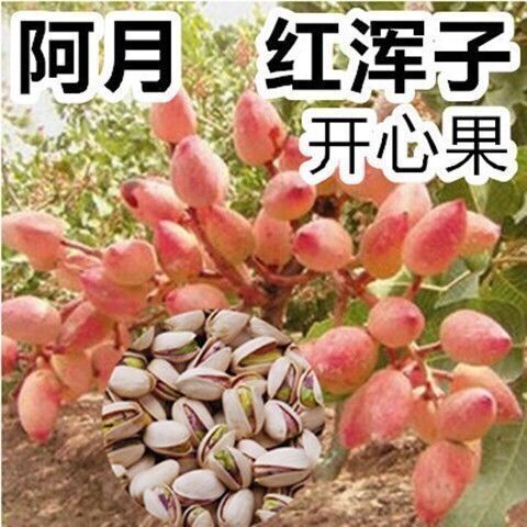 开心果苗  新品种早熟红阿月浑子 南方北方都可以种子 成活率