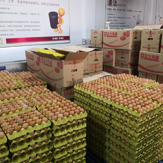南阳初生蛋  正大集团蛋品事业部河南基地