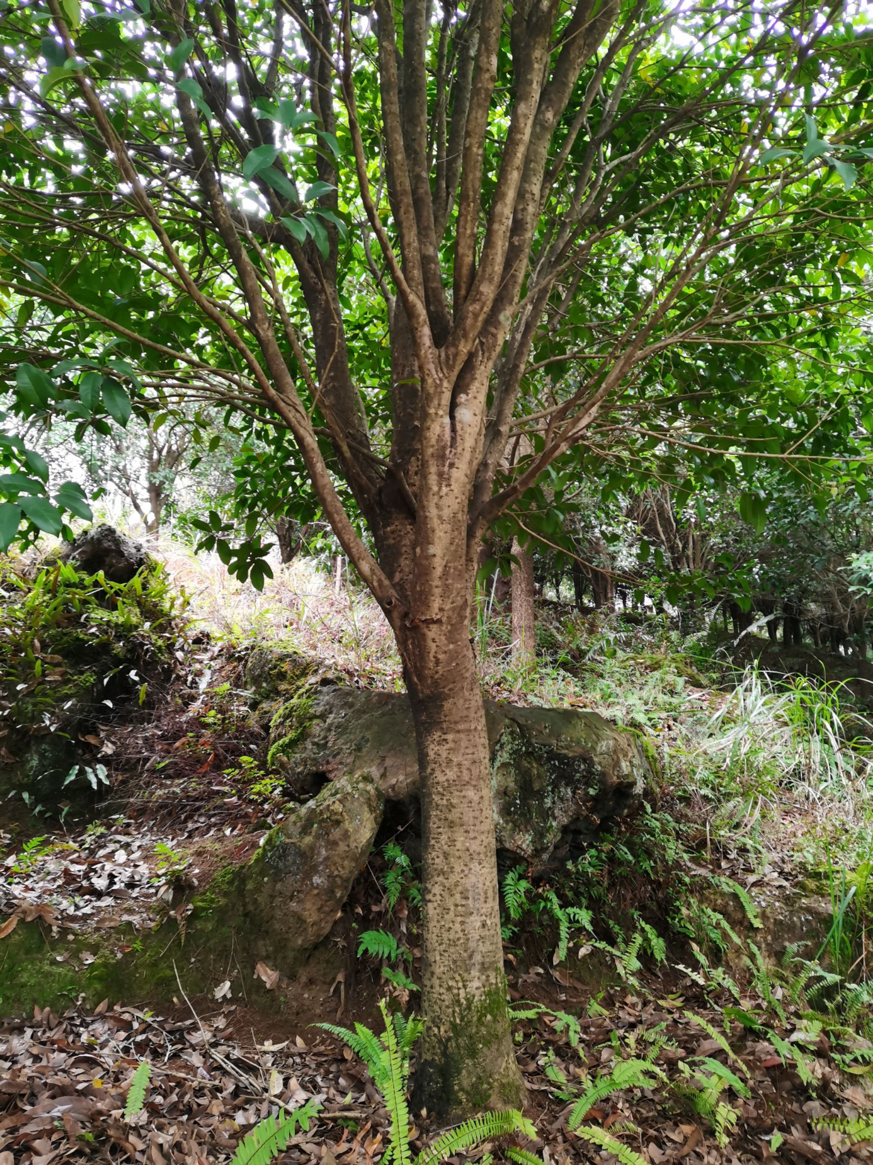 八月桂  桂花树