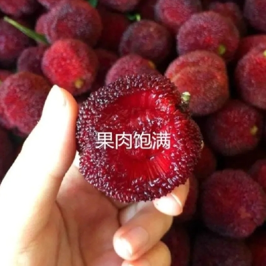 郯城县东魁杨梅树苗  黑炭头杨梅苗【速生生长速度结果快】适合南北方