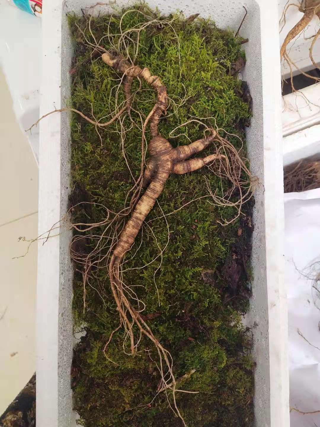 林下参 年头长！26年的老货