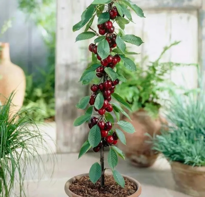 车厘子樱桃苗【速生生长速度结果快】适合南北方种植成活率高