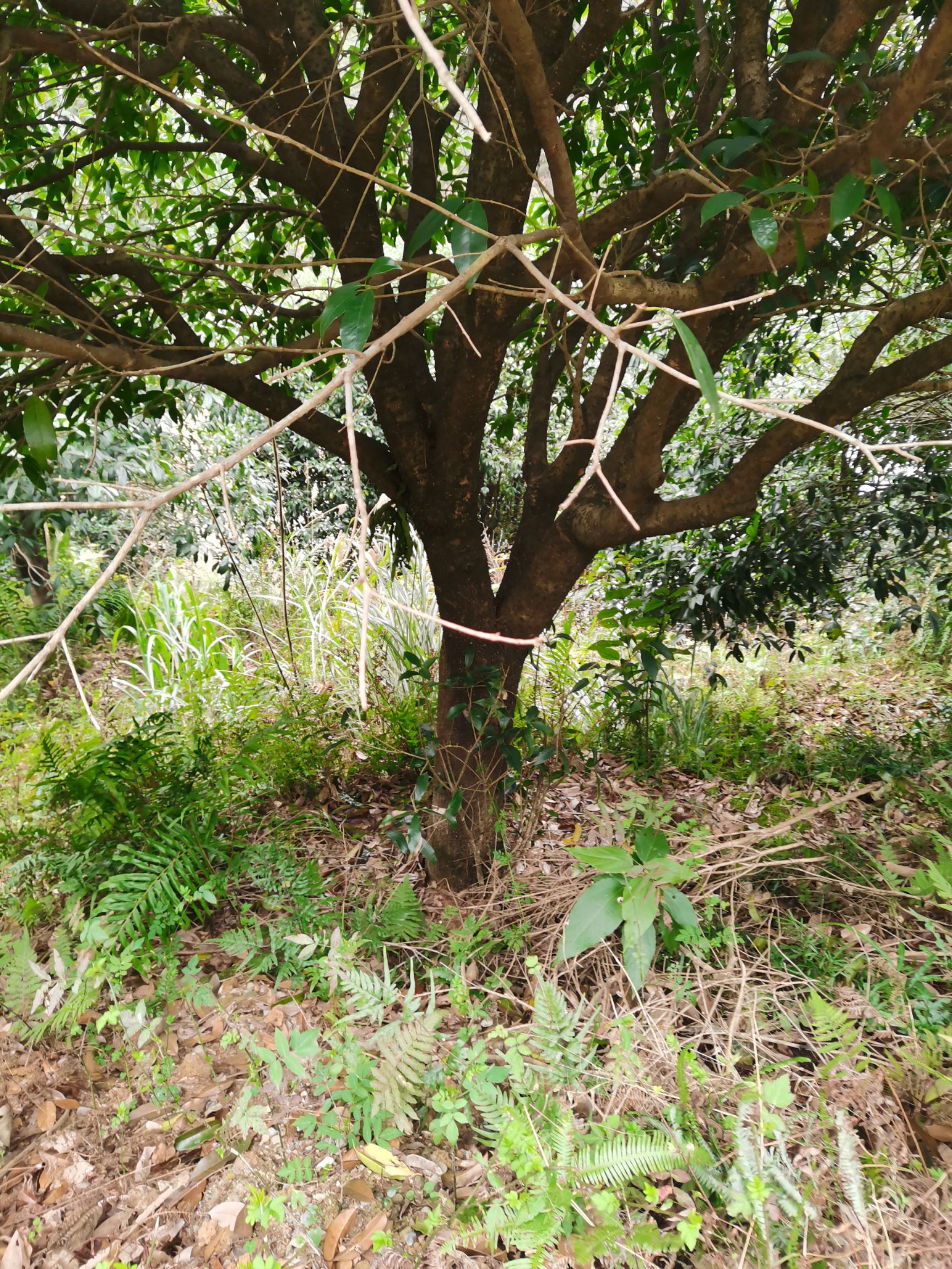 八月桂  桂花树
