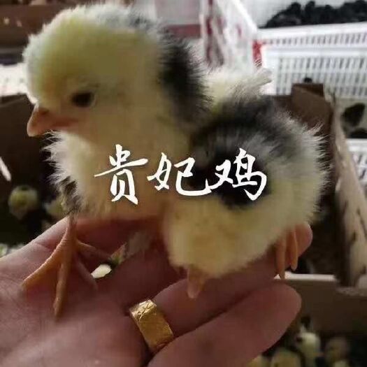 沭阳县土鸡苗 优良鸡苗