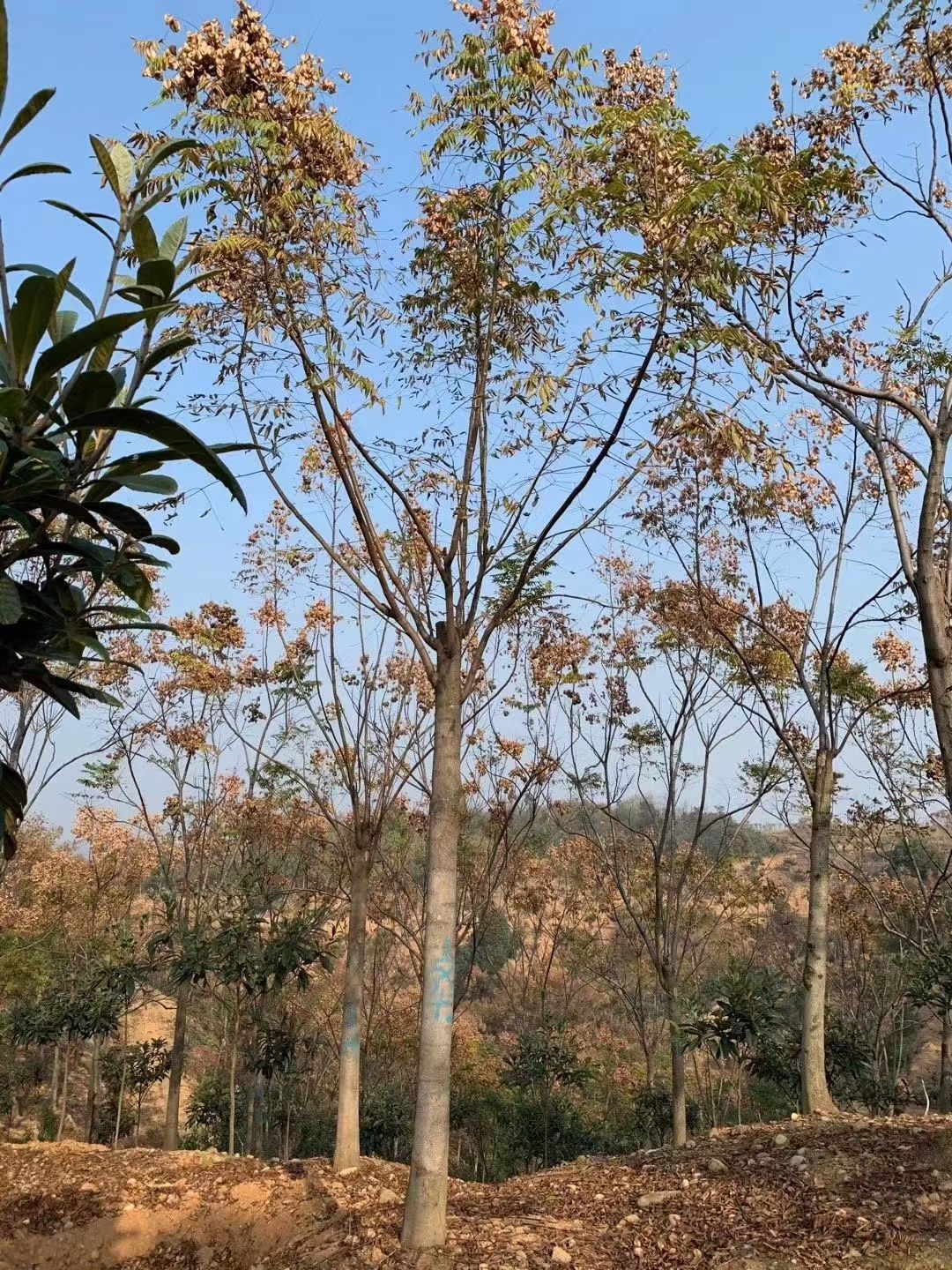 栾树（黄山栾树）批量供应，径5-20公分，带土球发货
