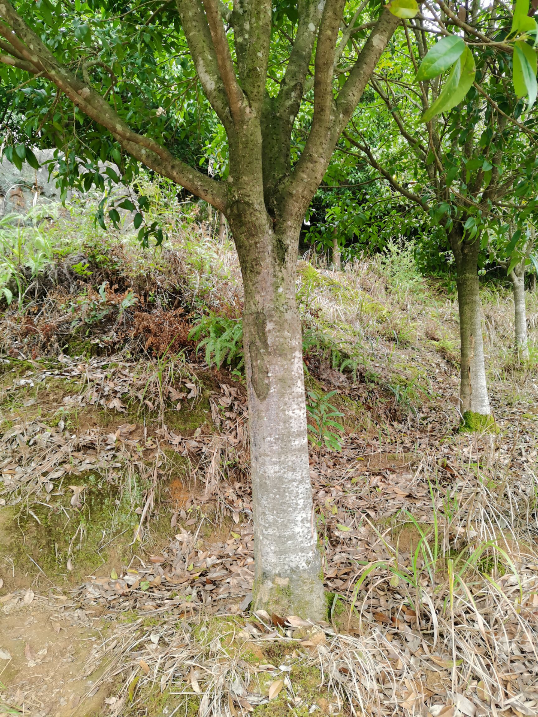 八月桂  桂花树