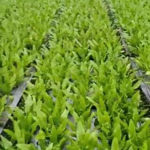 都江堰市青油麦 大头子油麦菜大量商品，品质保证，高质量。