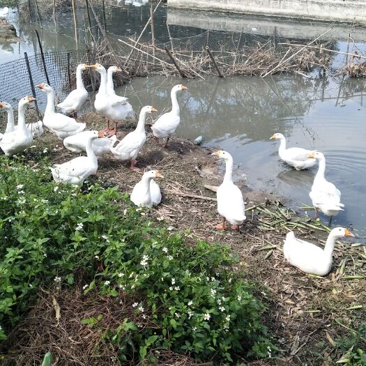 阳春市 散养大白鹅农户直供