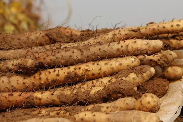  正宗温县铁棍山药，怀山药四大怀药之一。