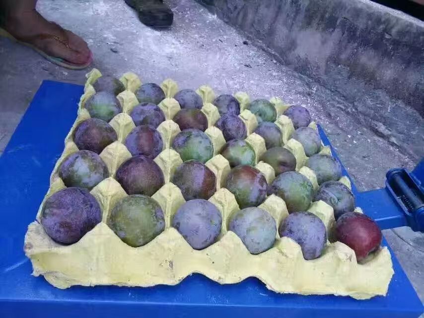 李子树苗  大树早熟脆甜李子