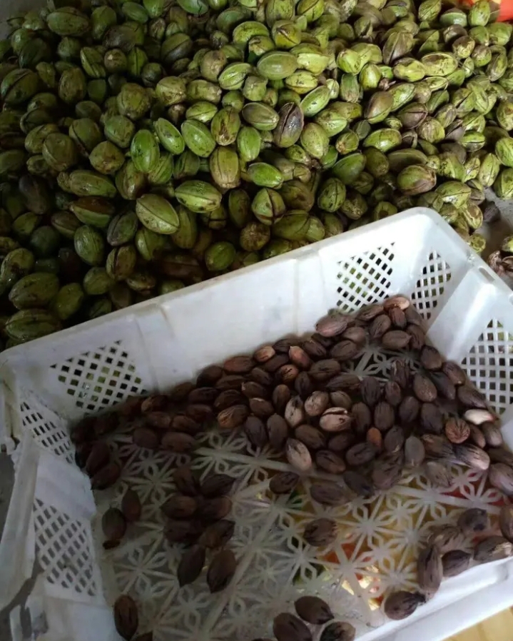 碧根果苗  碧根果 核桃苗【速生生长速度结果快】适合南北方种