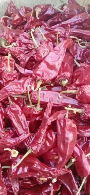 呼和浩特干线椒 现售大量干辣椒好货多多
