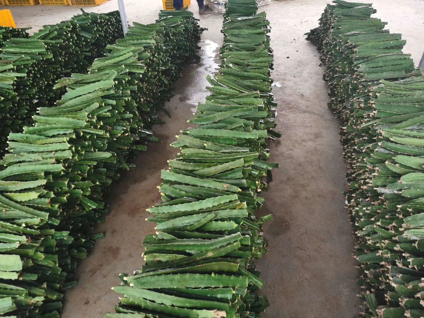 红水晶火龙果苗 水晶火龙果种苗，红心火龙果种苗