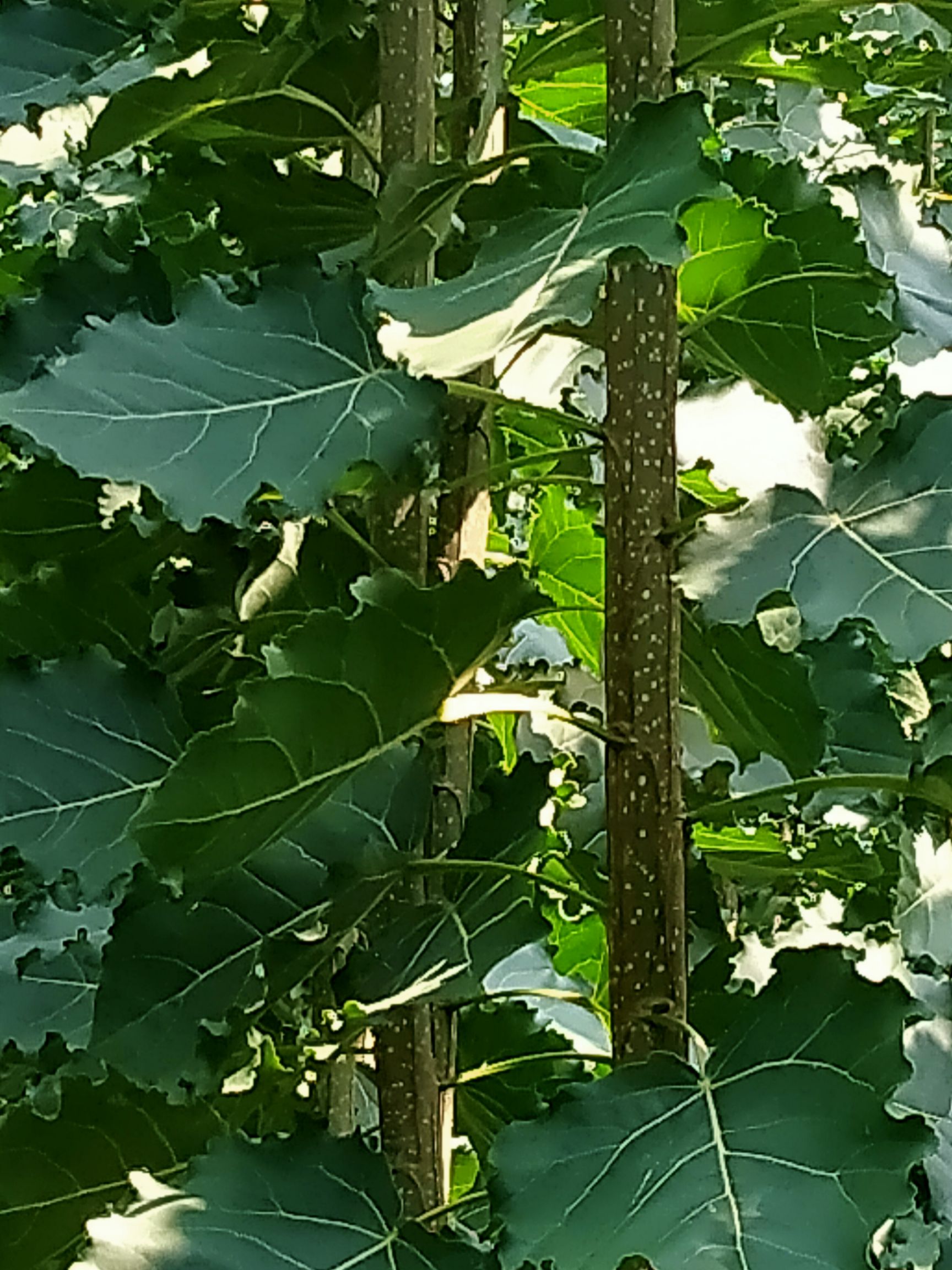 107速生杨 速杨107根细好，无病害，成活率