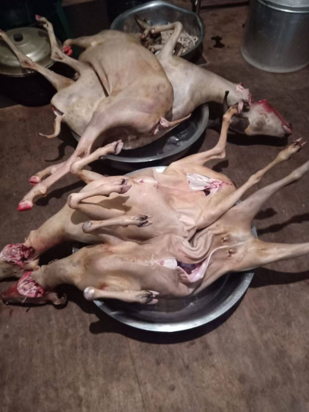 白条羊  贵州黑山羊羊肉