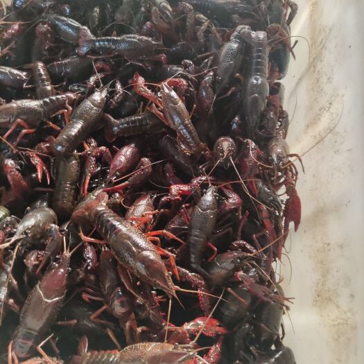 瑞安市 温州本地鲜活小龙虾，硬规格，肉质饱满q弹，提前大量上市
