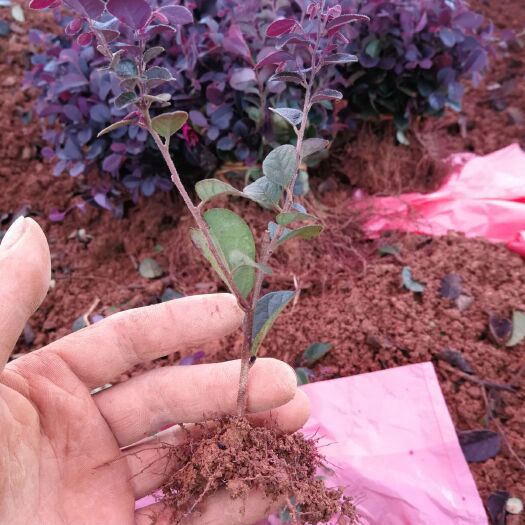 荔浦市黑珍珠红继木 红花继木