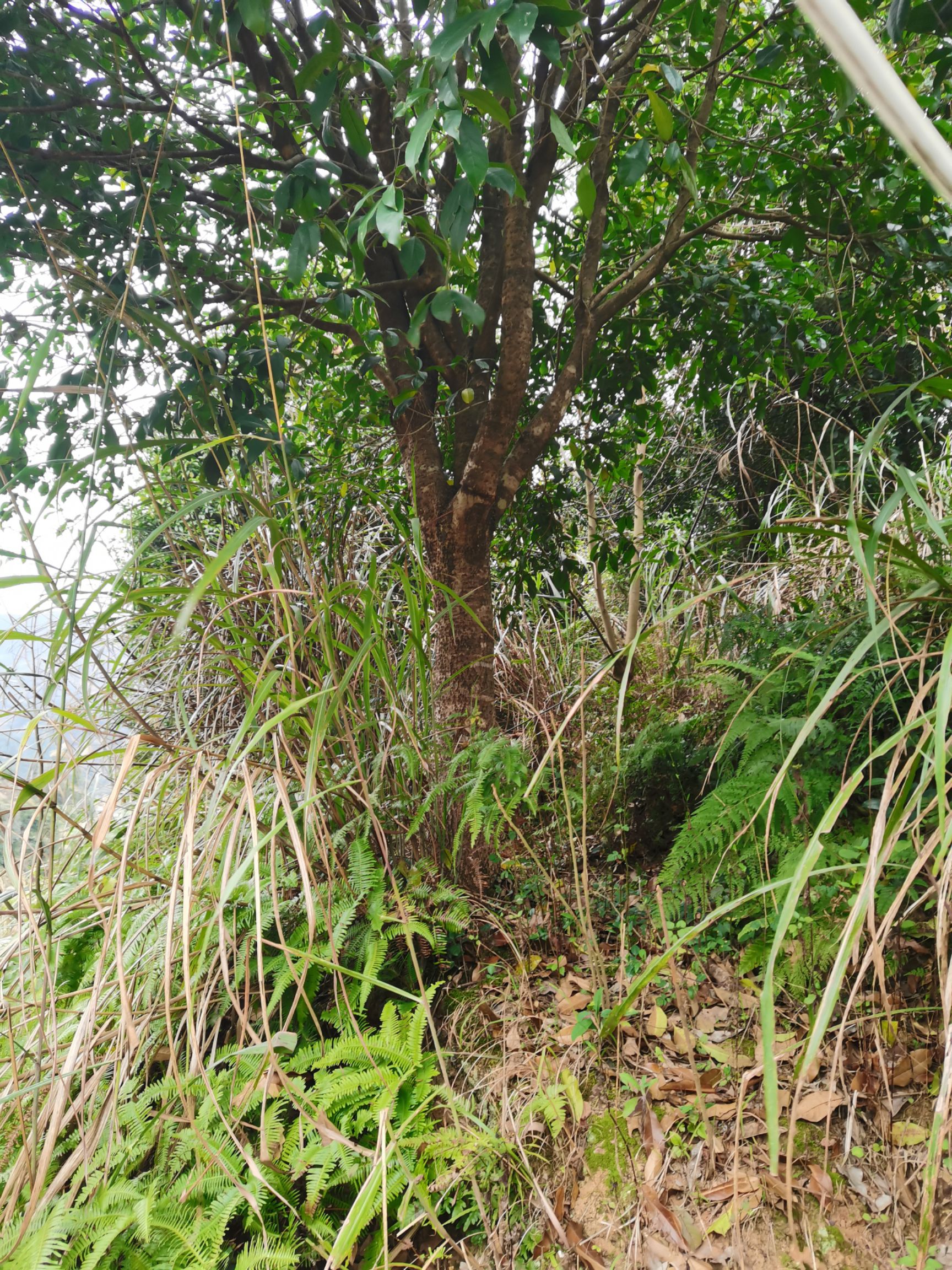 八月桂  桂花树
