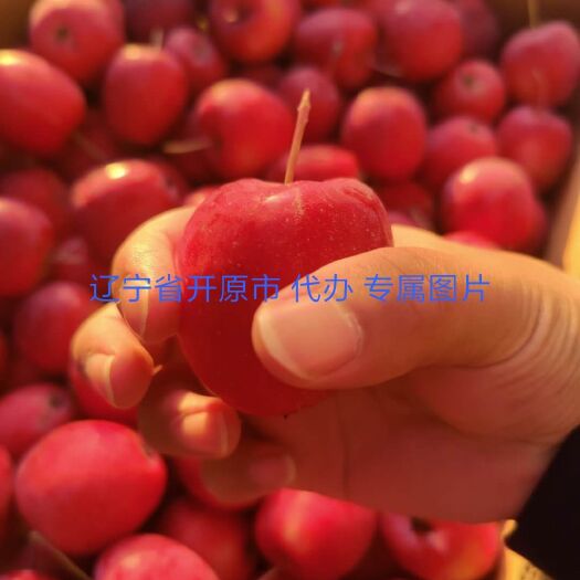 开原市 东北锦绣海棠果 鸡心果 质量好 嘎嘎脆