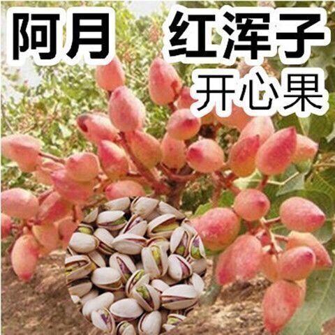 沭阳县开心果苗  新品种早熟红阿月浑子 南方北方都可以种