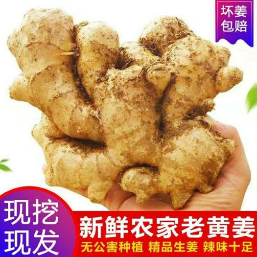 威海大黄姜 混装通货 带土