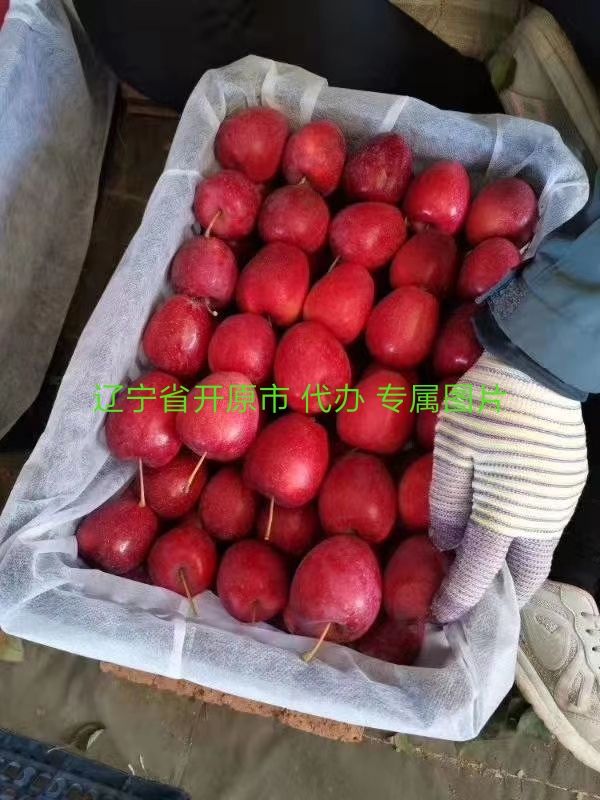  东北锦绣海棠果 鸡心果 质量好 嘎嘎脆