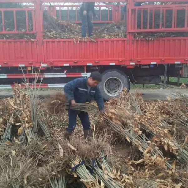 大红袍板栗苗 一粒装3个结果多 适合南北方种植