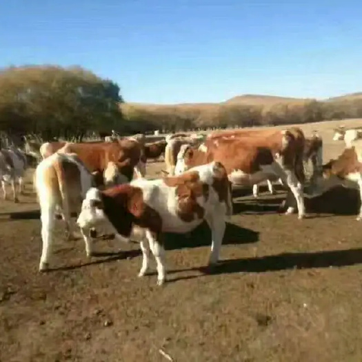 达拉特旗肉牛基地现售大小肉牛好品种